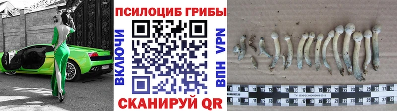 как найти   Почеп  Галлюциногенные грибы мицелий 